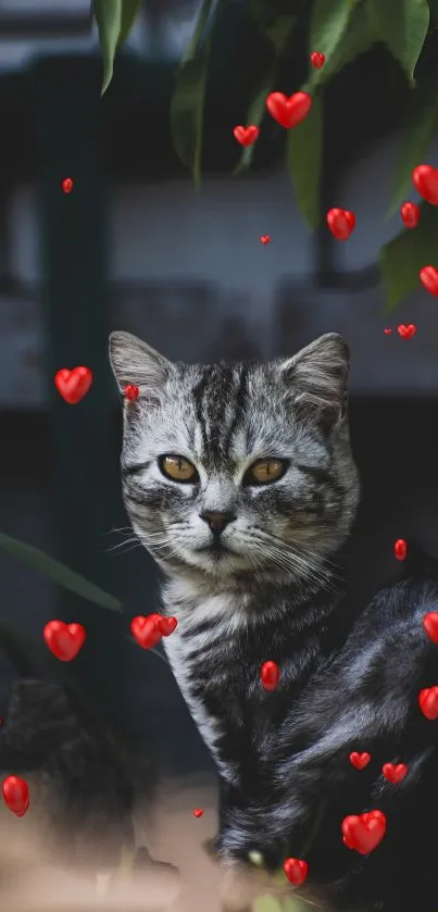 Gray cat surrounded by floating red hearts.