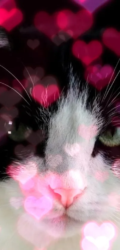 Charming cat with pink heart effects background.