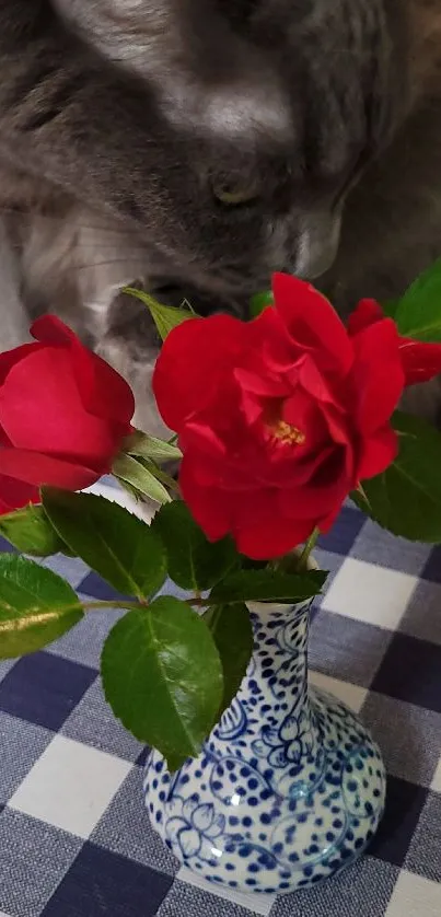 Grey cat sniffing red roses in a vase on a checkered table.