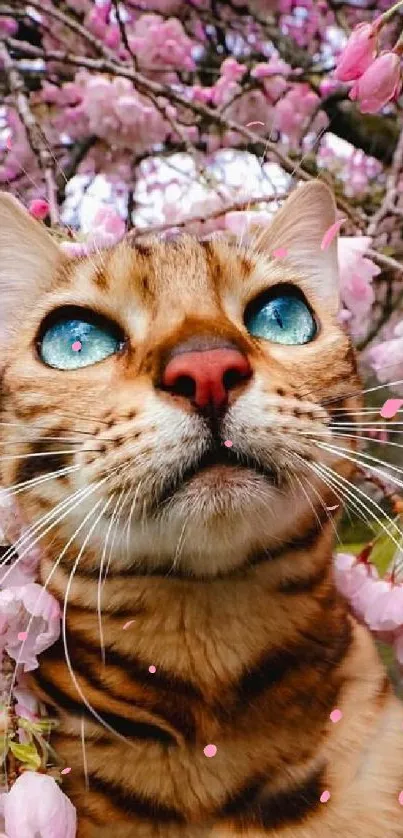 Bengal cat with blue eyes in pink cherry blossoms.