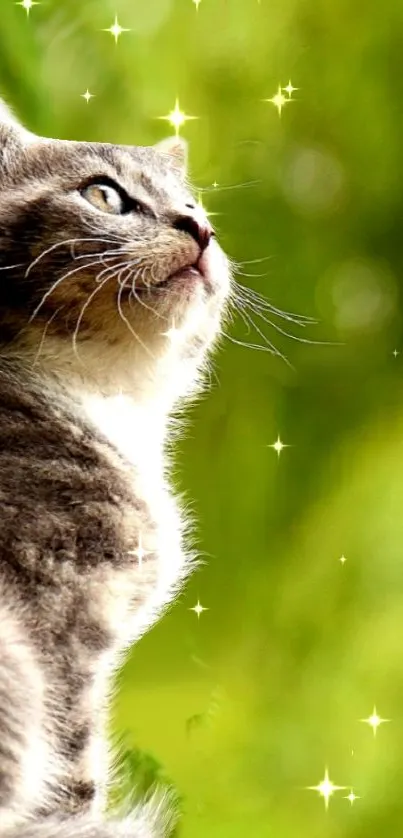 Cute cat surrounded by sparkles on a green background wallpaper.