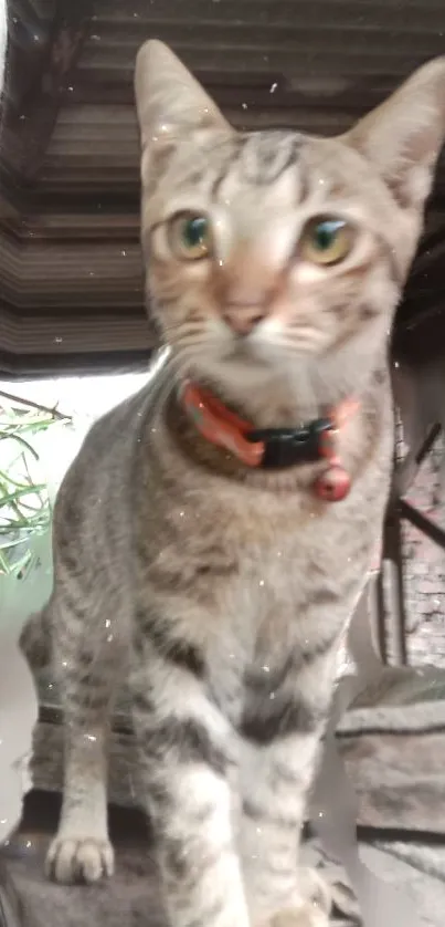 Striped cat with green eyes in rustic setting.