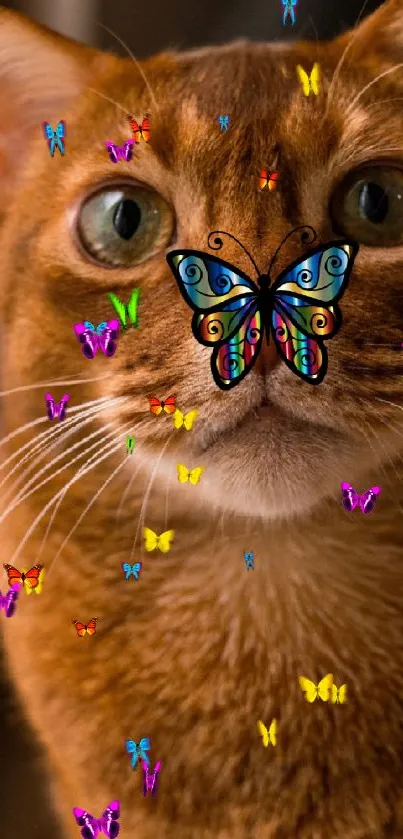 Orange cat with butterfly on nose wallpaper.