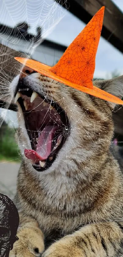 A cat wearing an orange witch hat with a spider web and skull background.