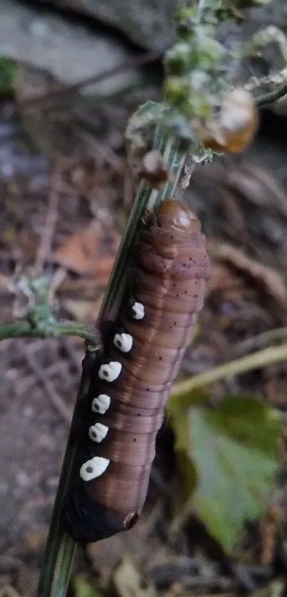 Closeup of brown caterpillar on green leafy stem.