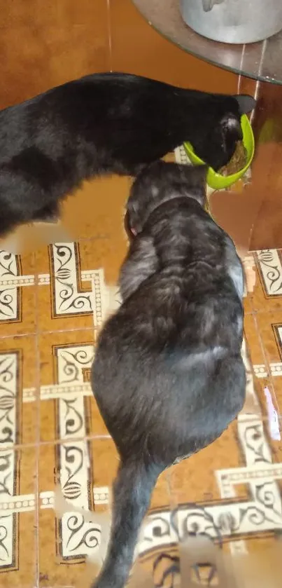 Two black cats eating in a retro kitchen corner.