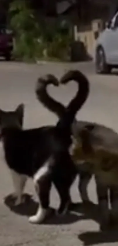 Two cats with tails forming a heart walking on a street at night.