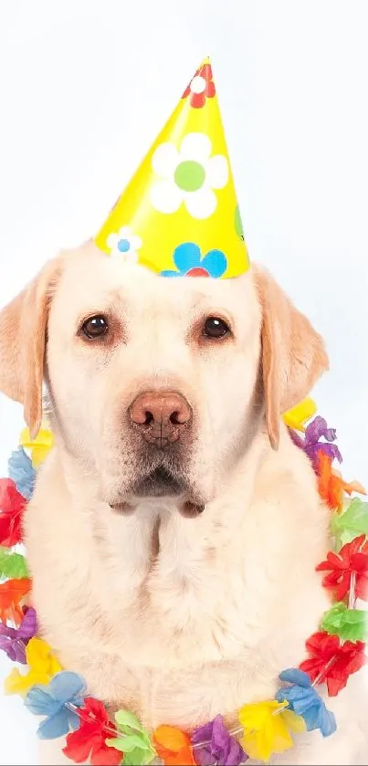 Two dogs in party hats and colorful leis on a white background.