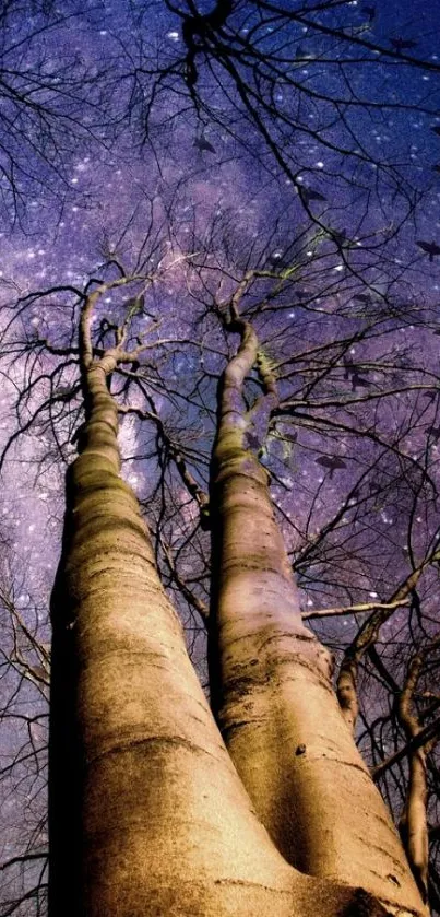 Tall trees silhouetted against a starry purple night sky.