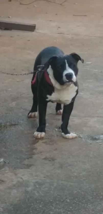 Black and white dog chained on textured pavement, looking attentive.