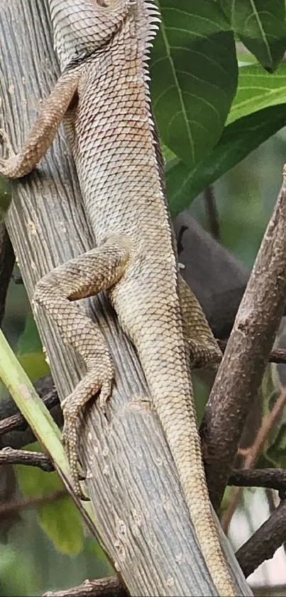 Chameleon blending into green foliage on a branch.