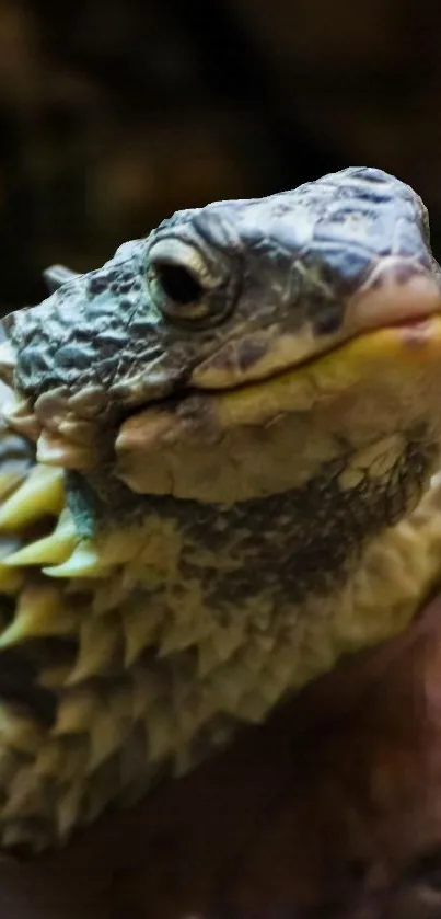 Close-up of a chameleon with textured skin.