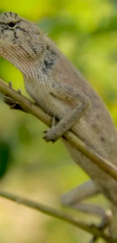 Chameleon perched on branch with green background.