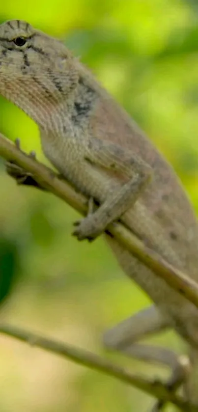 Chameleon blending on a leafy branch, perfect for nature lovers.