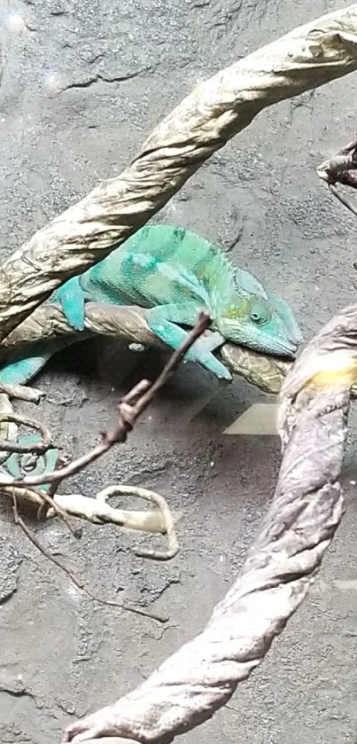 Chameleon blends into twisted branch on gray stone background.