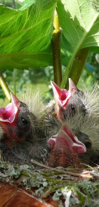 Adorable baby birds in their nest with lush green leaves background.