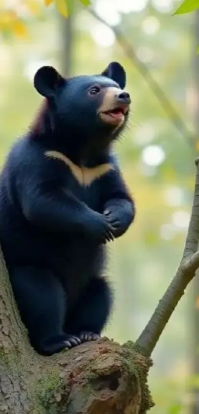Black bear perched on tree in forest.