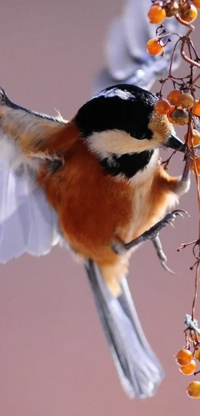 Charming bird in flight with berries on a mobile wallpaper.