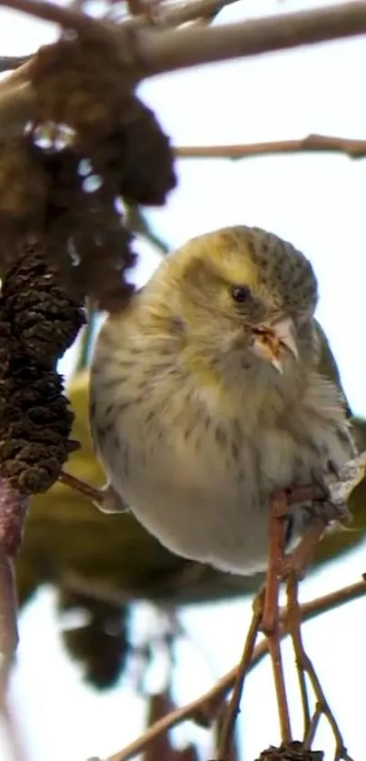 Charming bird perched among winter branches, offering a soothing nature view.