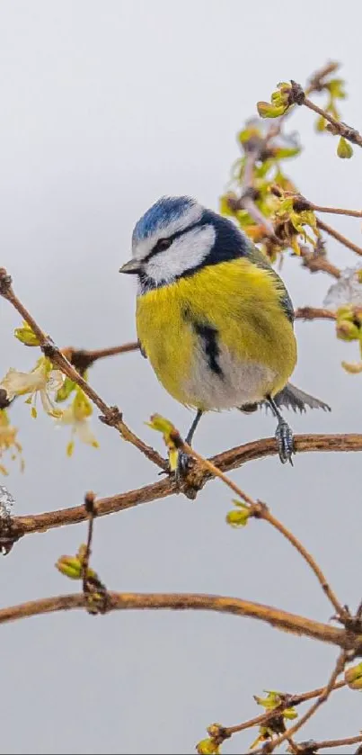 Small colorful bird on a branch against a gray background.