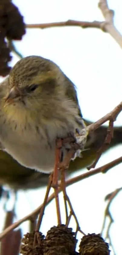 A bird perched on a branch in nature.