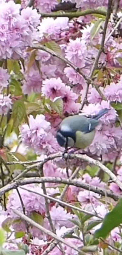 A colorful bird perched on pink cherry blossom branches.