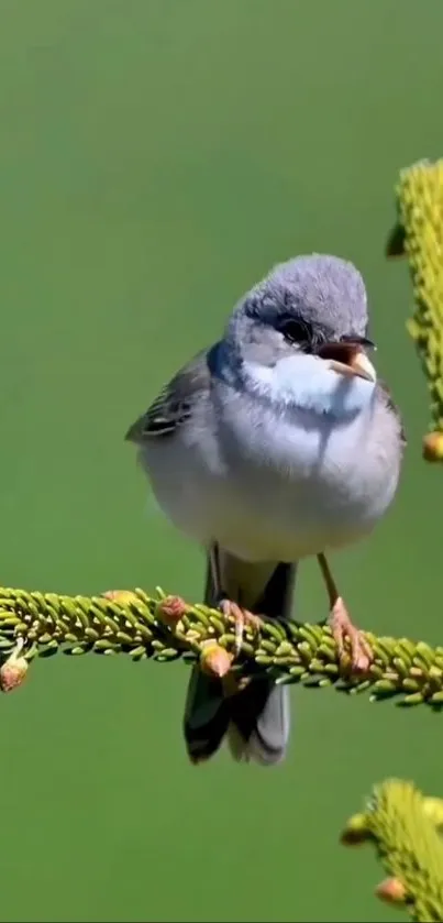 A bird perched on a lush green branch, perfect for a nature-themed phone wallpaper.