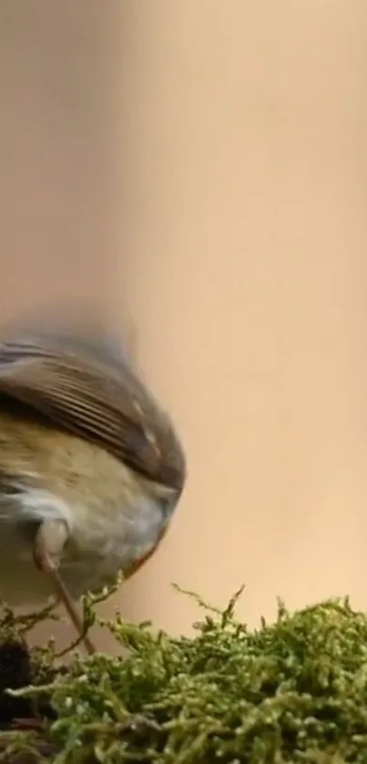 Bird perched on lush green moss with blurred earthy background.