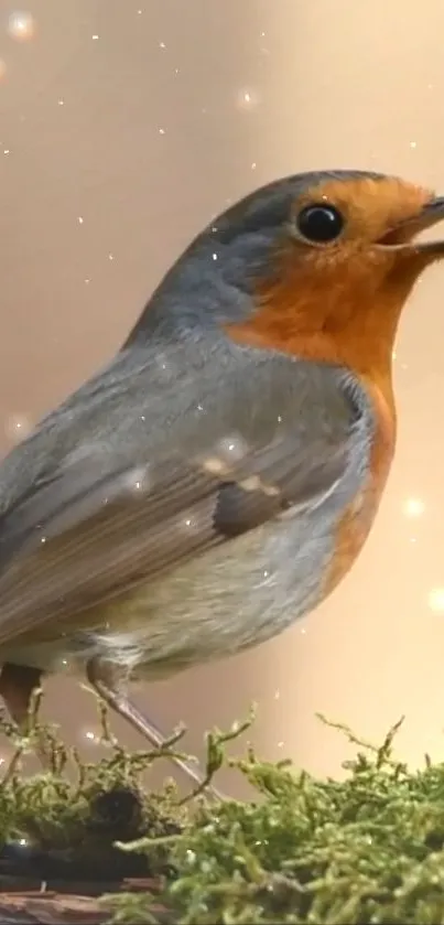 Robin perched on moss in beige glowing background.