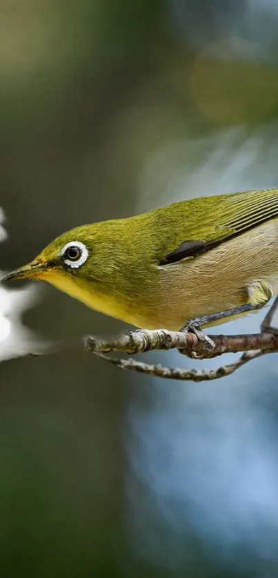 Olive green bird on branch with white flowers.