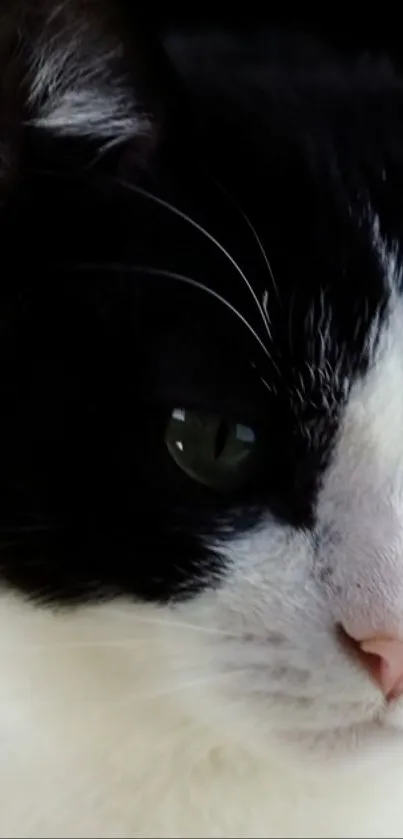 Close-up of a black and white cat with striking features.