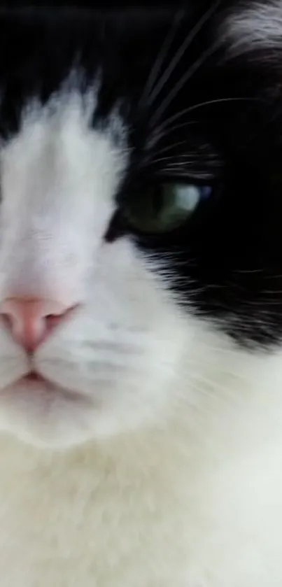 Close-up of a black and white cat's face.