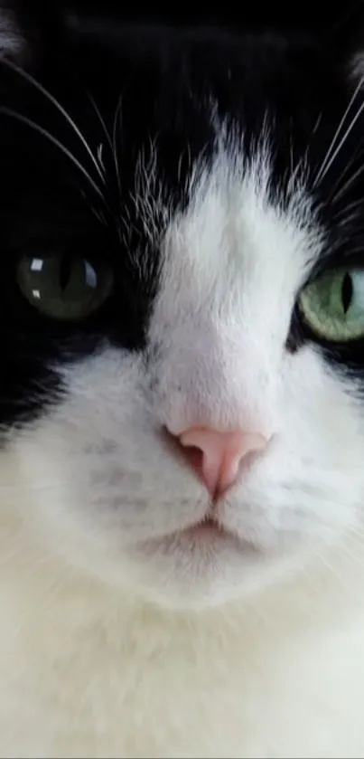 Close-up of a black and white cat with green eyes, perfect for phone wallpaper.