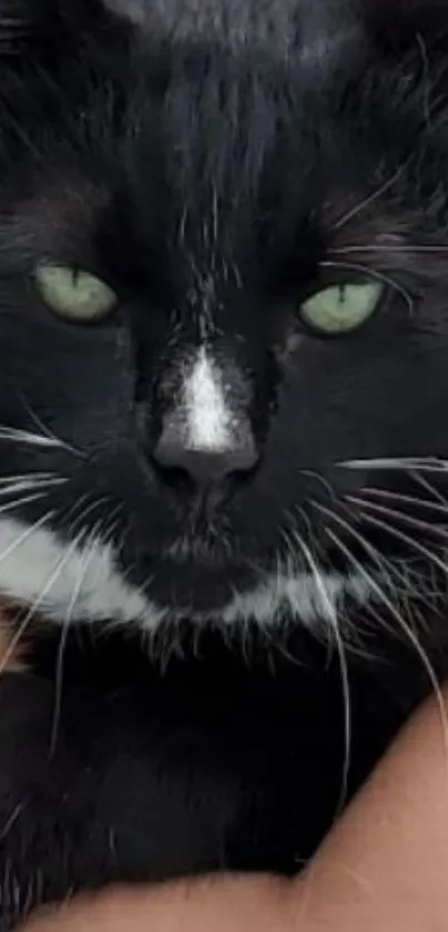 Black and white cat with green eyes, close-up portrait.