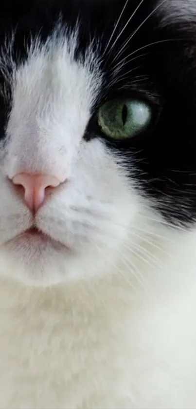 Black and white cat with green eyes close-up wallpaper.