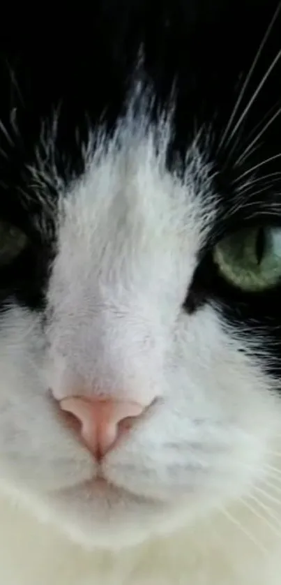 Close-up of a black and white cat with green eyes.