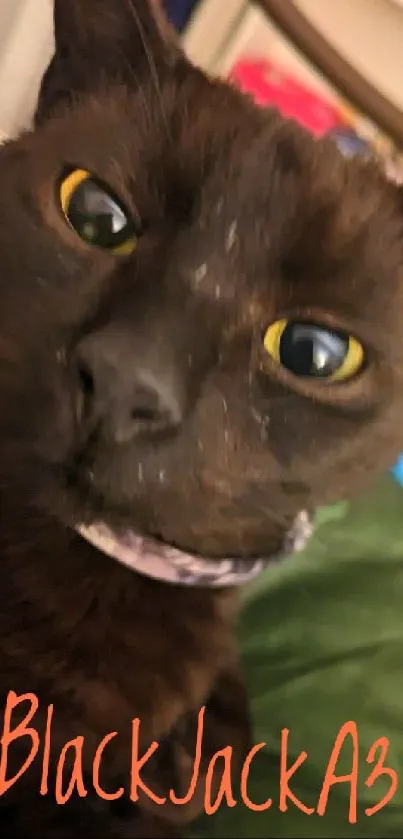 Close-up of a cute black cat with striking yellow eyes.