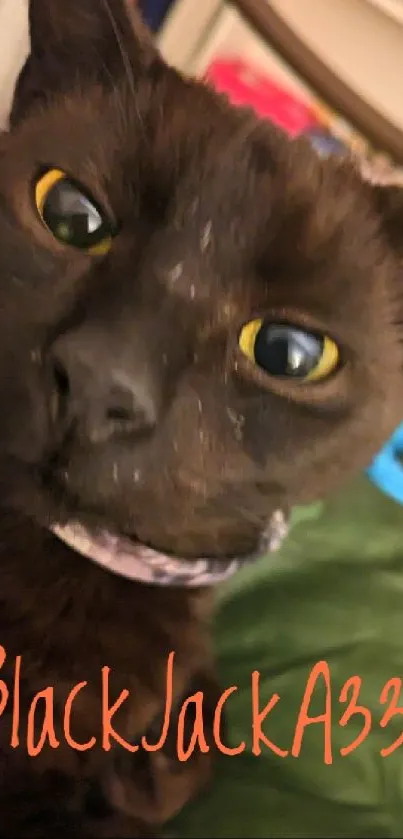 Close-up of a black cat with bright eyes on a green cushion.