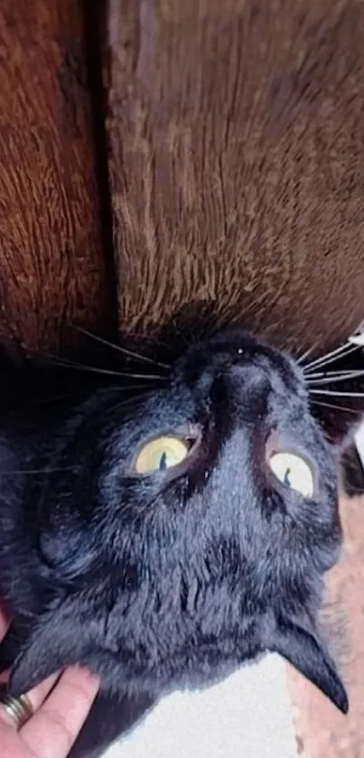 Curious black cat peeking from behind a rustic wooden wall.