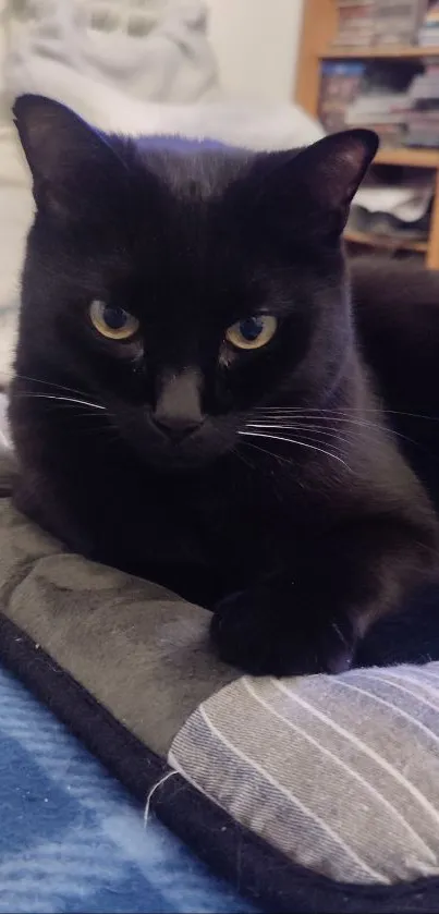 Black cat resting on a soft pillow, cozy atmosphere.