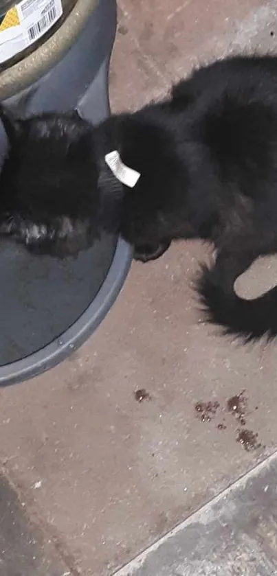 Black cat drinking water on floor.