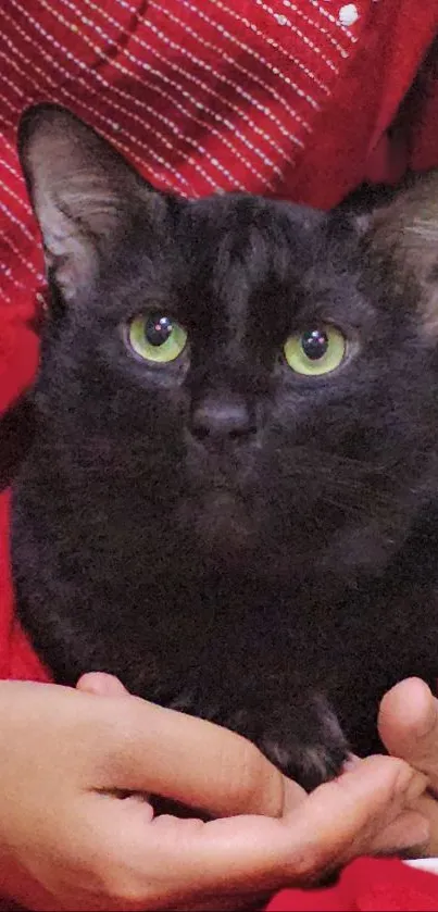 Black cat with green eyes on a red background, held gently in hands.