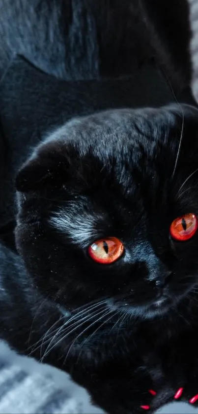 Black cat with glowing orange eyes on a dark background.