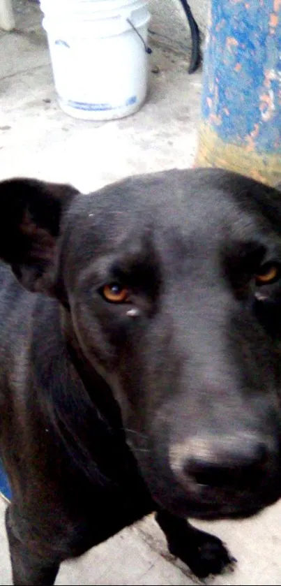 A close-up portrait of a black dog with expressive brown eyes.