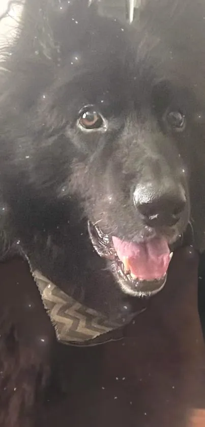 Smiling black dog in a cozy setting.