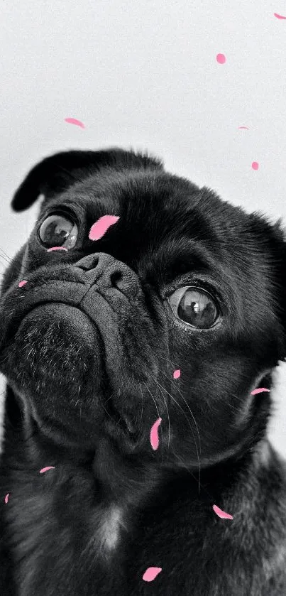 Adorable black pug with expressive eyes in monochrome wallpaper.