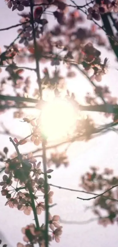 Mobile wallpaper of pink blossoms illuminated by sunlight.