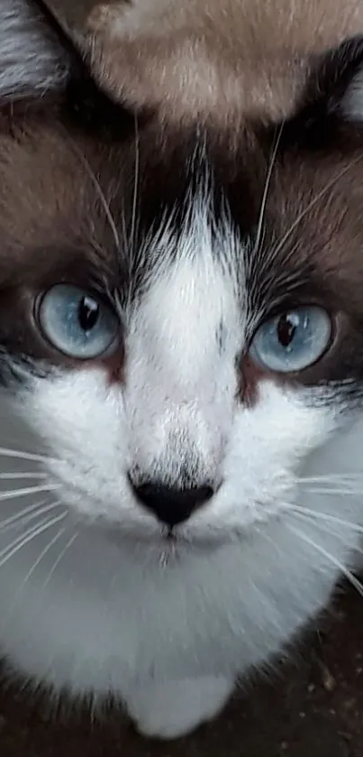 Blue-eyed cat with brown fur looking into the camera.