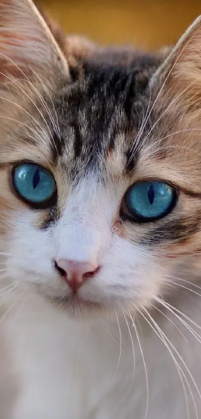 Close-up of a blue-eyed cat with striking features and white fur.