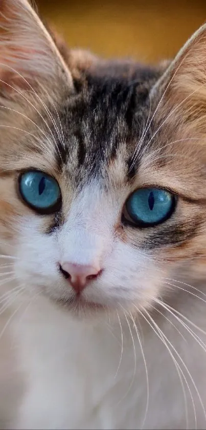 Close-up of a blue-eyed cat with soft fur and alert expression.